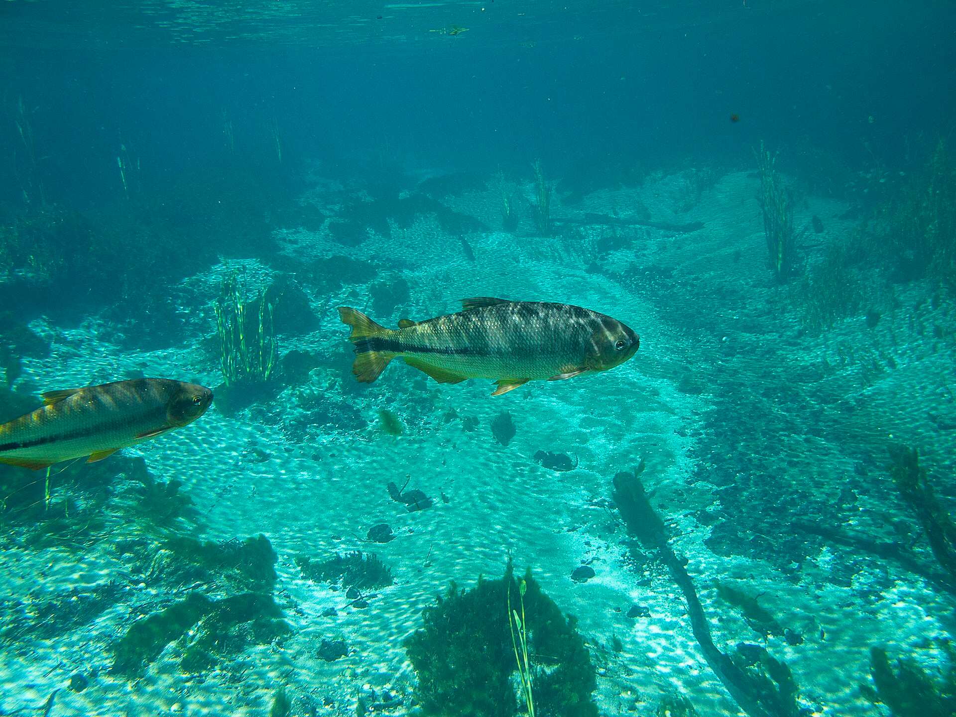 Dois peixes nadando em água transparente sobre o fundo claro do rio Sucuri, em Bonito